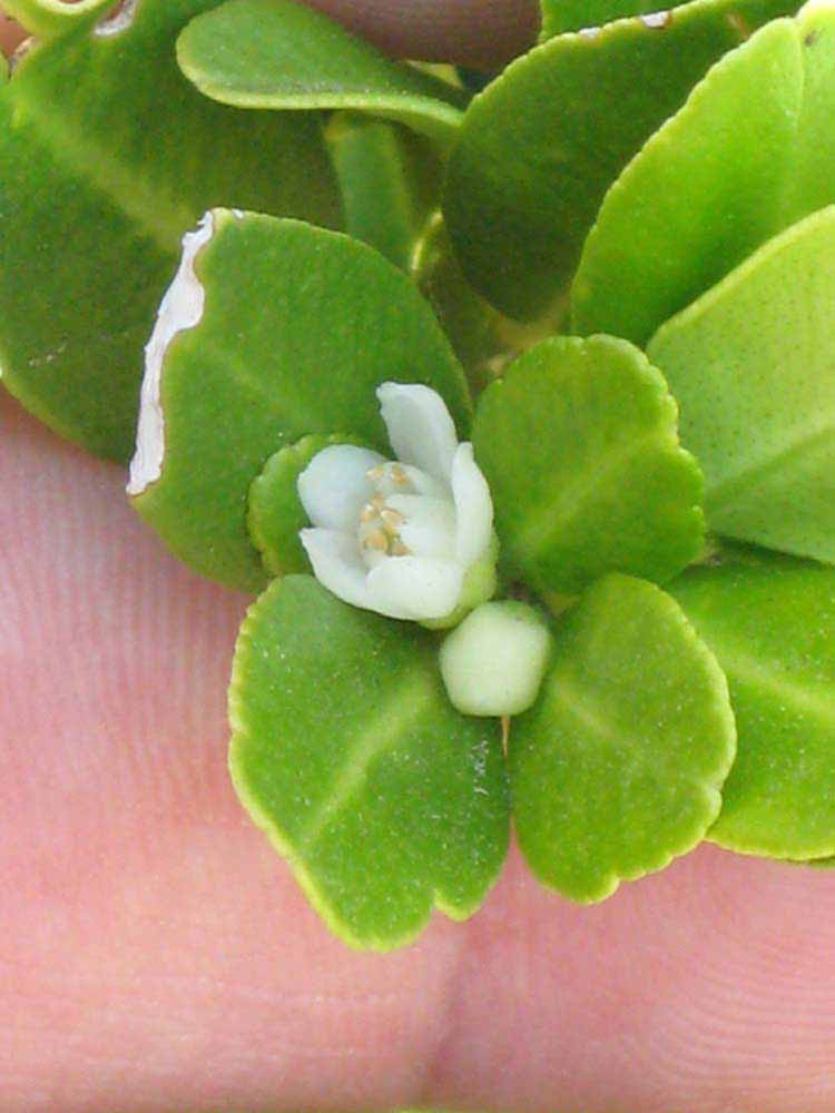              Flower (Riverside, CA)       